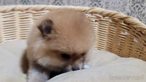 成約済の千葉県のポメラニアン-265600の1枚目