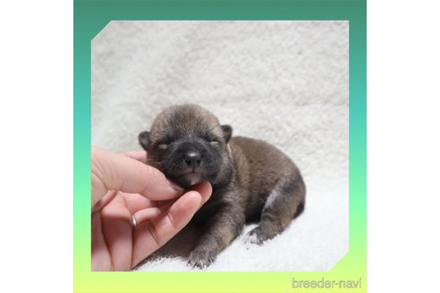 成約済の岡山県の柴犬-270410の45枚目