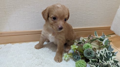 成約済の広島県のチワプー:チワワ×トイプードル-270415の33枚目