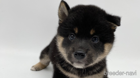 成約済の愛知県の柴犬-269877の1枚目