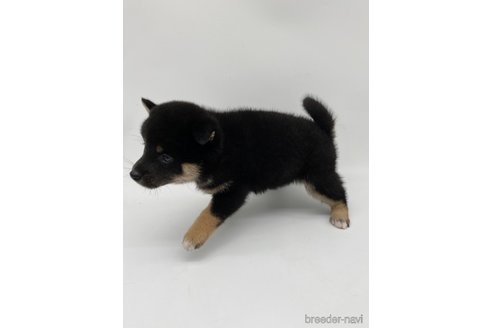 成約済の愛知県の柴犬-269877の4枚目