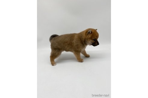 成約済の愛知県の柴犬-269869の3枚目