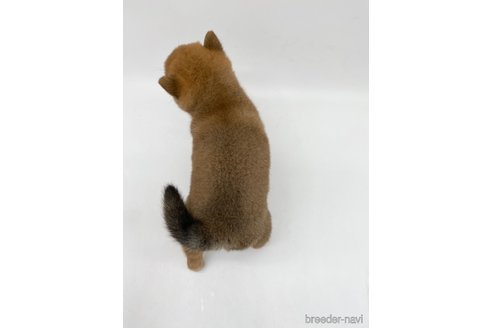 成約済の愛知県の柴犬-269869の4枚目