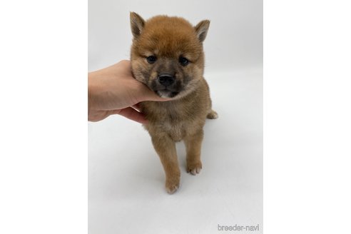 成約済の愛知県の柴犬-269869の5枚目