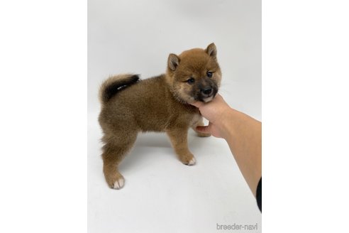 成約済の愛知県の柴犬-269879の2枚目