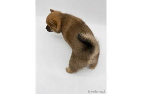 成約済の愛知県の柴犬-269879の3枚目