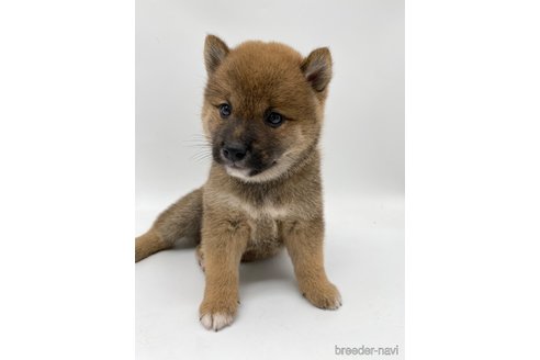 成約済の愛知県の柴犬-269879の4枚目