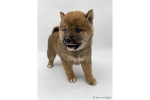 成約済の愛知県の柴犬-269879の6枚目