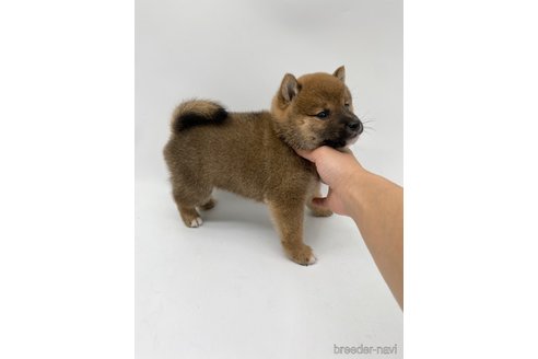 成約済の愛知県の柴犬-269879の7枚目