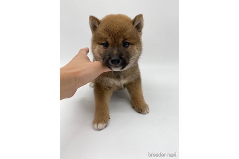 成約済の愛知県の柴犬-269879の8枚目