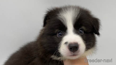 成約済の愛知県のボーダーコリー-269796