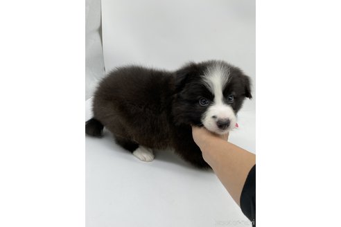 成約済の愛知県のボーダーコリー-269796の4枚目