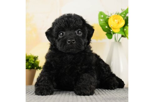 成約済の千葉県のトイプードル-270448の1枚目