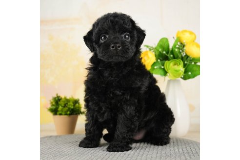 成約済の千葉県のトイプードル-270448の4枚目