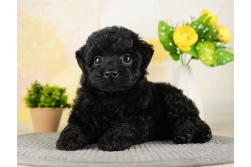 成約済の千葉県のトイプードル-270448の5枚目