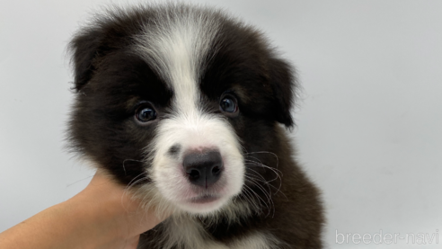 成約済の愛知県のボーダーコリー-269796の3枚目