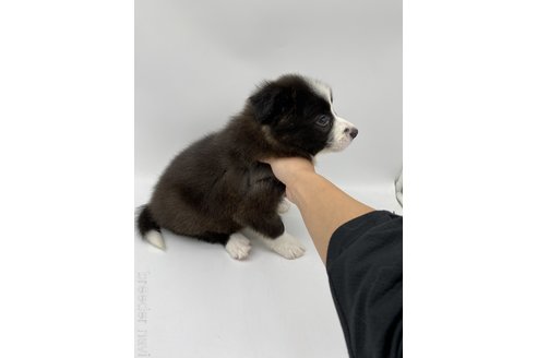 成約済の愛知県のボーダーコリー-269796の2枚目