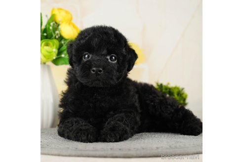 成約済の千葉県のトイプードル-270452の1枚目