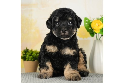 成約済の千葉県のトイプードル-270454