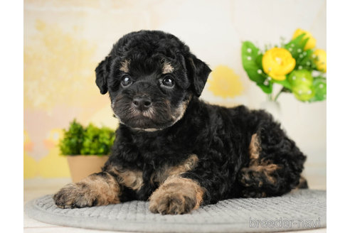 成約済の千葉県のトイプードル-270454の2枚目