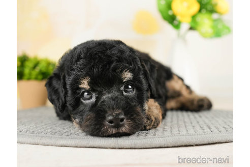 成約済の千葉県のトイプードル-270454の4枚目