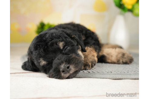 成約済の千葉県のトイプードル-270454の5枚目