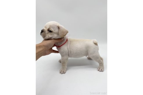 成約済の愛知県のフレンチブルドッグ-269819の4枚目