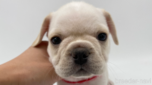 成約済の愛知県のフレンチブルドッグ-269819の1枚目