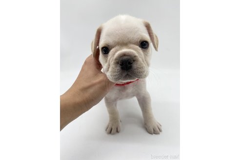 成約済の愛知県のフレンチブルドッグ-269819の2枚目
