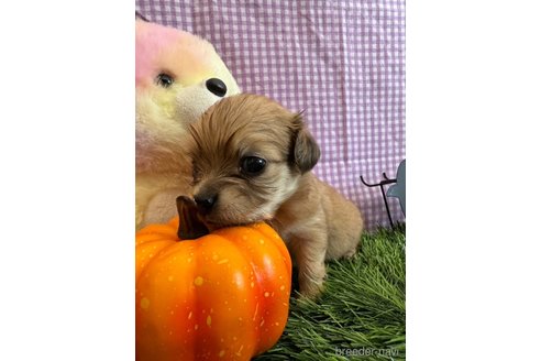 成約済の神奈川県のチワックス:チワワ×ミニチュアダックスフンド-268439の4枚目