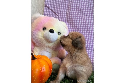 成約済の神奈川県のチワックス:チワワ×ミニチュアダックスフンド-268439の5枚目