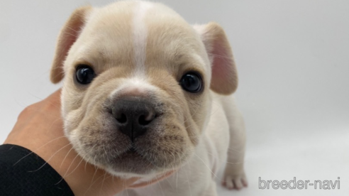 成約済の愛知県のフレンチブルドッグ-269817