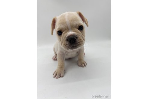 成約済の愛知県のフレンチブルドッグ-269817の2枚目