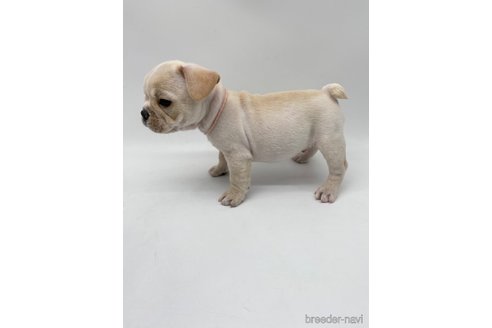 成約済の愛知県のフレンチブルドッグ-269817の4枚目