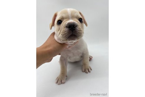 成約済の愛知県のフレンチブルドッグ-269817の6枚目