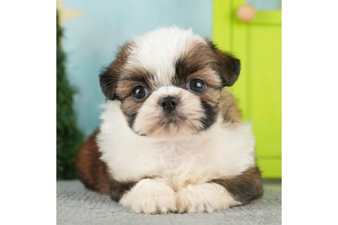 成約済の千葉県のミックス犬-270463