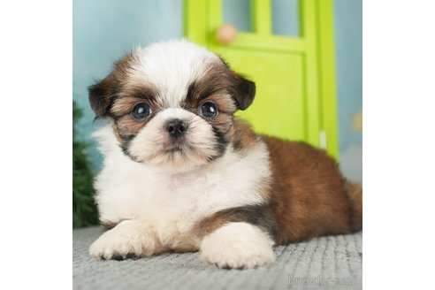 成約済の千葉県のミックス犬-270463の5枚目