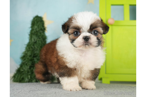 成約済の千葉県のミックス犬-270463の2枚目