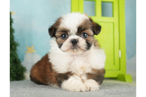 成約済の千葉県のミックス犬-270463の3枚目