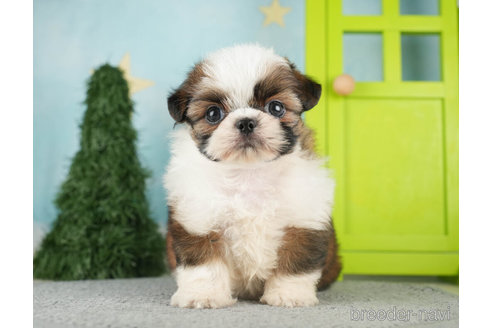 成約済の千葉県のミックス犬-270463の4枚目