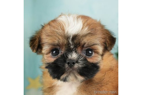 成約済の千葉県のミックス犬-270465