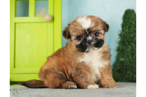 成約済の千葉県のミックス犬-270465の3枚目