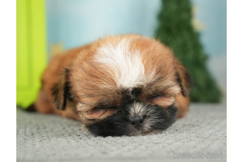 成約済の千葉県のミックス犬-270465の4枚目