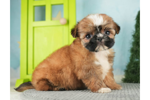 成約済の千葉県のミックス犬-270465の6枚目