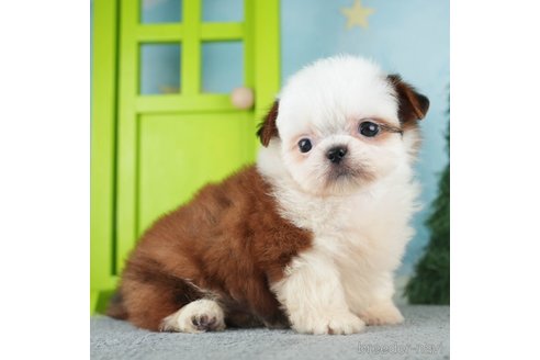 成約済の千葉県のミックス犬-270468