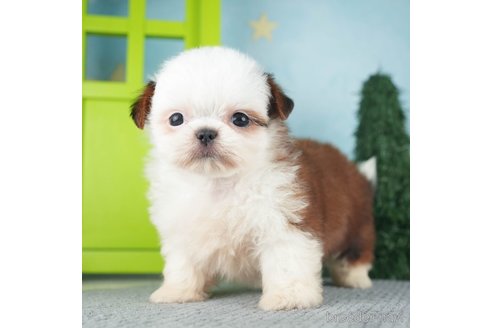 成約済の千葉県のミックス犬-270468の3枚目