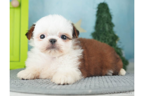 成約済の千葉県のミックス犬-270468の5枚目