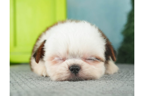 成約済の千葉県のミックス犬-270468の4枚目