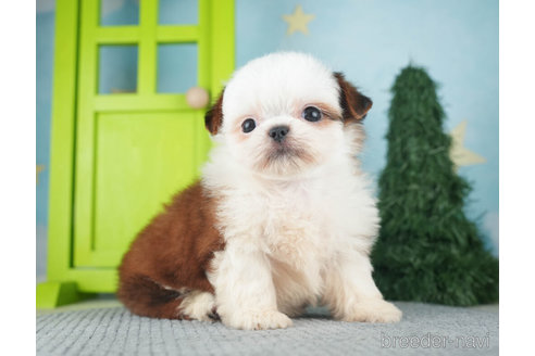 成約済の千葉県のミックス犬-270468の2枚目