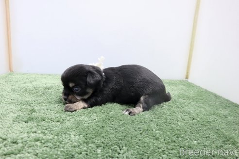 成約済の群馬県のチワワ(ロングコート)-270469の3枚目